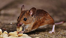 24 Hour & Emergency Exterminators in Riverside, TX